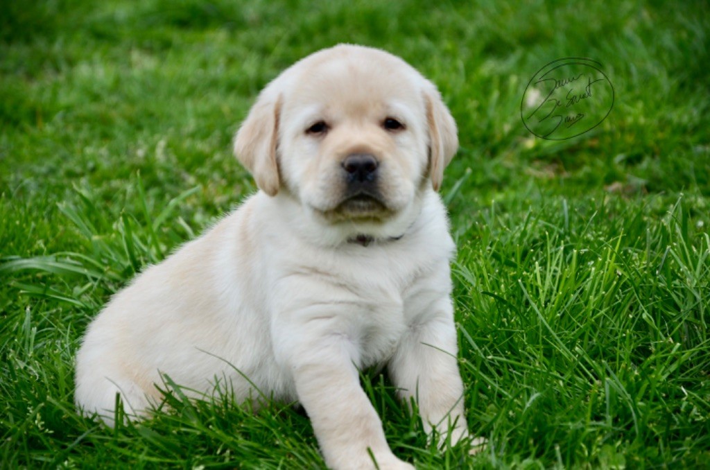 chiot Labrador Retriever Du Domaine De Sweet Dreams